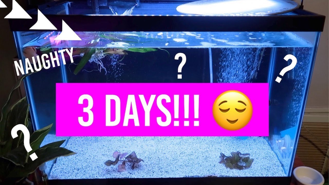 petco hours Guess What? 3 Days!!!
