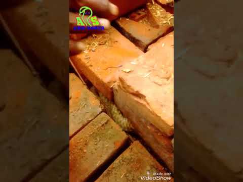 camera iphone 8 plus apk पनिया सांप (CHECKED KEEL BACK WATER SNAKE)