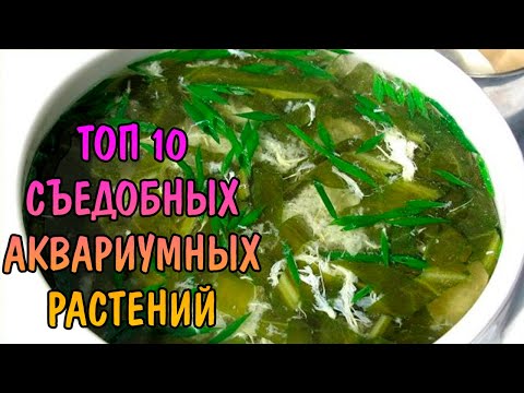 ТОП 10 СЪЕДОБНЫХ АКВАРИУМНЫХ РАСТЕНИЙ