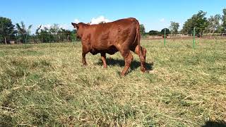 8 F Vaquilla Brangus Rojo en Venta Rancho Los Nogales