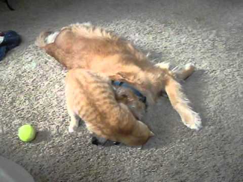 funny-cat-wrestling-dog!