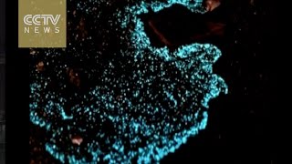 Fluorescent beach in South China as stunning as Planet Pandora!