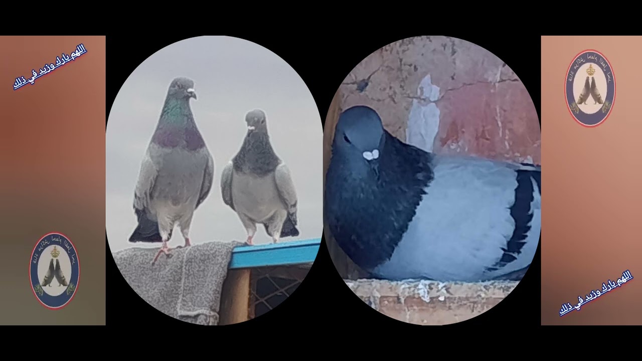 اجي تعرف بلي سلاله حمام الفعل سيدي بن سليمان هي انقى وارقى سلالات في عهدنا الحديث هذا