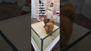 Download Lagu Megan is an introvert like daddy MP3