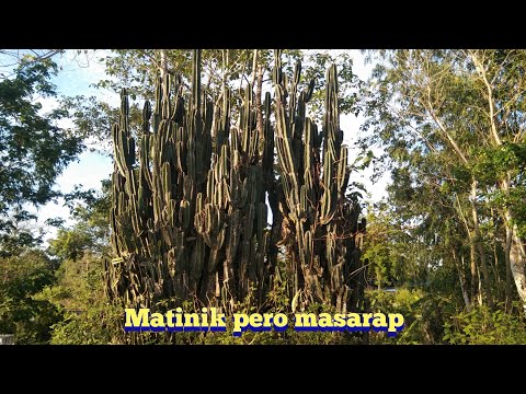 Video: Nakakain Ba Ng Cacti