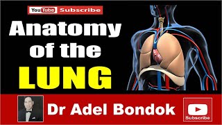 Anatomy of the Lung, Dr Adel Bondok