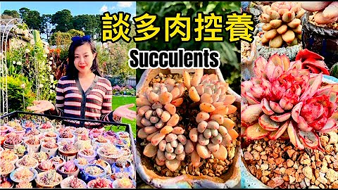 [多肉养护篇#11]多肉控养 原来多肉养不肥是没有注意这几个小细节 - 天天要闻