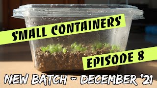 Growing San Pedro & Peyote in Small Containers Episode 8