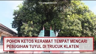 Kisah Misteri Pohon Keramat Ketos “Kerajaan Tuyul” di Klaten Jawa Tengah