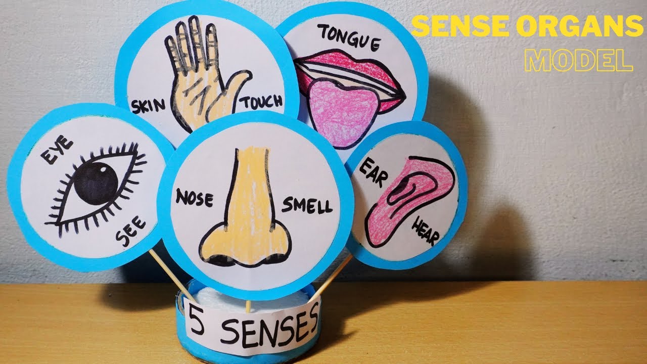 Increased Sense Model Human My 5 senses | sense organs working model project | human sense organs ...