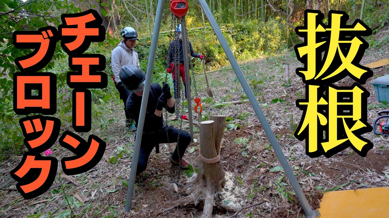 【プロの抜根】チェーンブロックと三又を使った重機要らずの抜根をじっくり見せてもらった｜神奈川県