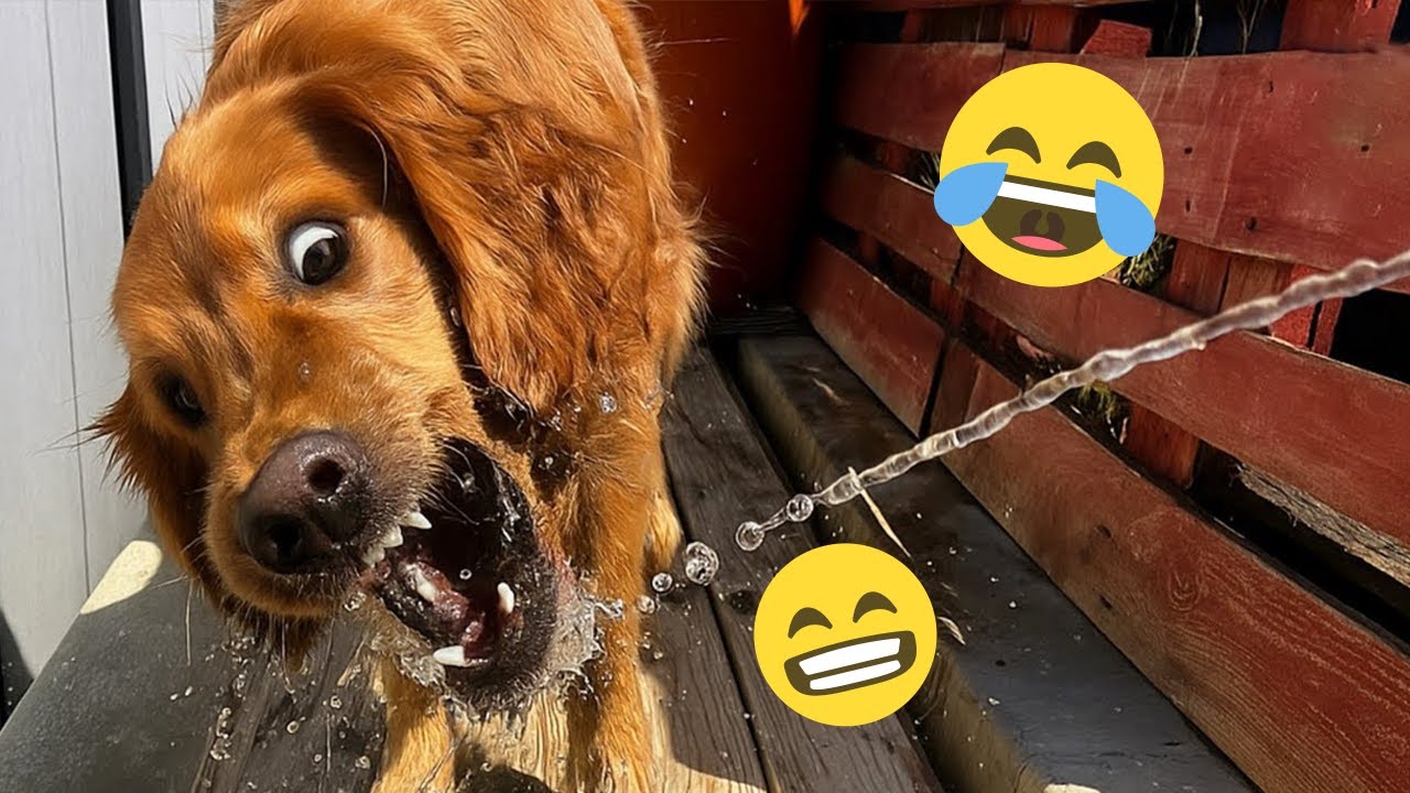 You Can’t Stop Laughing At These Dogs 🤣 FUNNIEST DOGS Video 2025 #14
