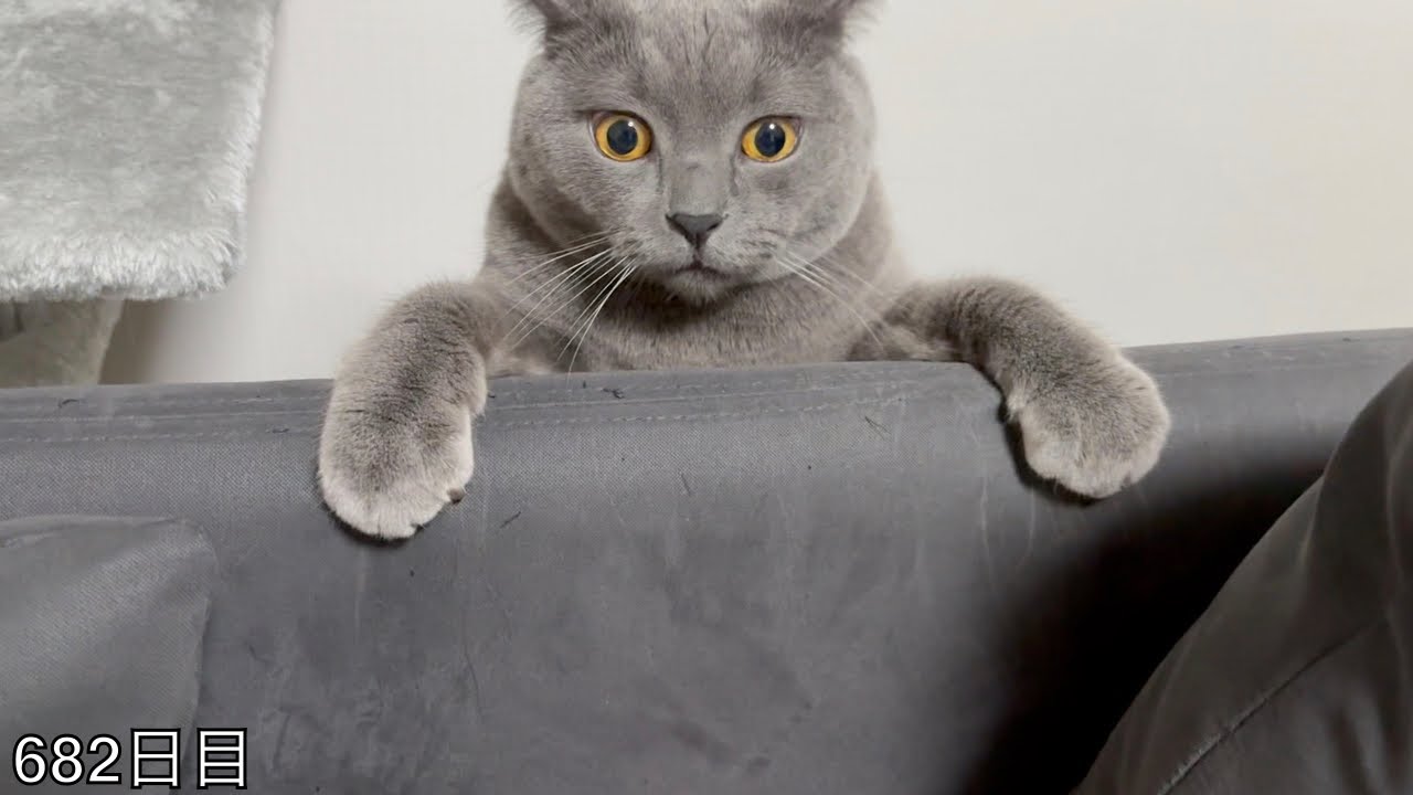 【スコ猫トト君】今日の遊びはトト君を飛びつかせることですwww