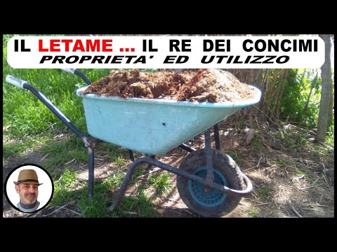 Video: Le rose amano il letame di cavallo?