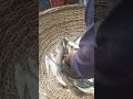 Fry Fish Jumping Wild #shorts