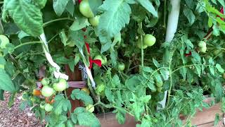 آموزش باغبانى با صابر پرورش و نگهدارى گوجه فرنگى how grow tomatoes