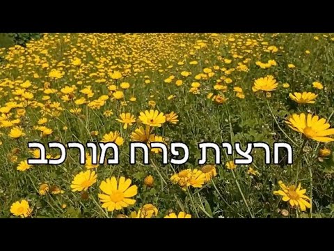 וִידֵאוֹ: גטסניה - פרח שטוף שמש