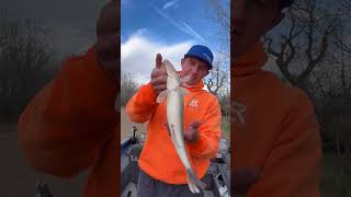 Identifying a Post Spawn Female Walleye vs a Male Walleye