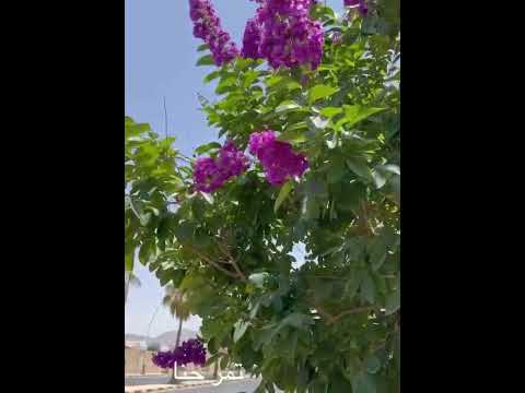 نبات تمر حنه نباتات مقترحه للزرع الخارجي ومناسبه لجو الخليج