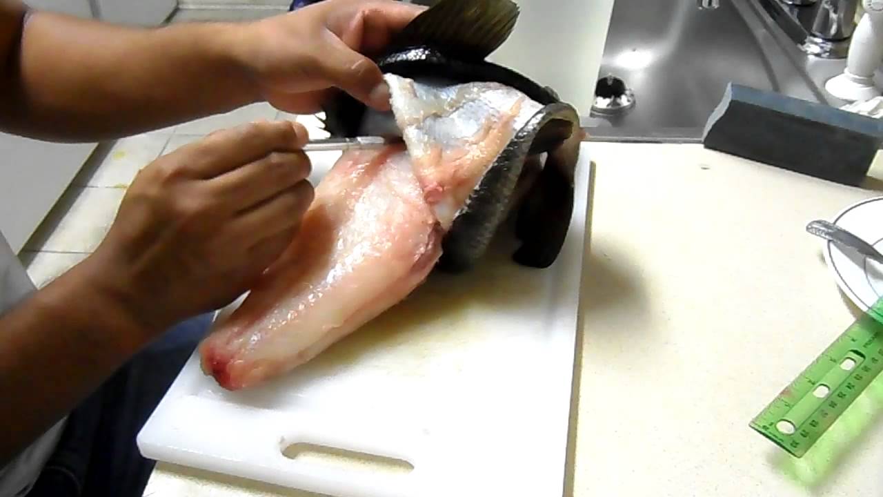 como disecar unpez 2012 parte  1(4