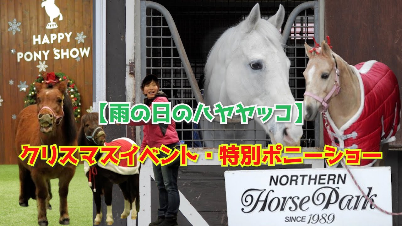 【雨の日のヤッコちゃん】クリスマスイベント特別ポニーショー