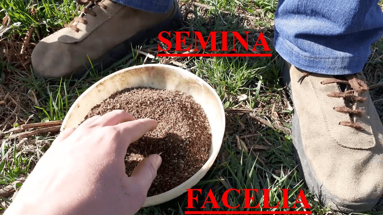 Piante mellifere: semina Facelia con il nonno