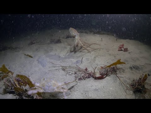 Red Octopus Face Off with a Swimmer Crab || ViralHog