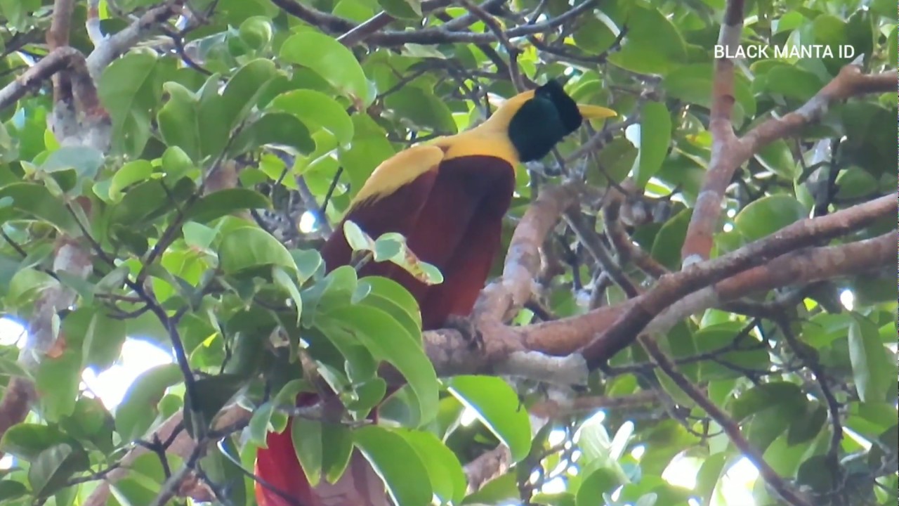 Spot Burung Cenderawasih 2 Putri Warkesi Raja Ampat 