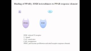 Role Of Ppar In Hcc   Abstract 48512