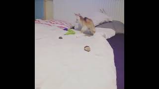 Fennekfox and Servalcat Plays In Bed!