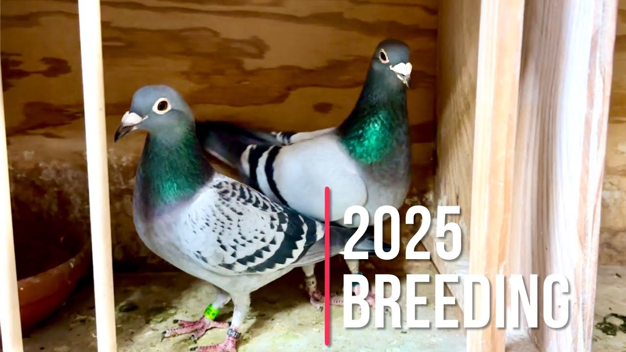 Сезон размножения спортивных голубей 2025 года уже начался!