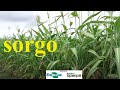 Sorgo: uma boa opção de forragem para o semiárido do Nordeste