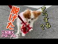 ハーネスが脱げる！対処法は？[元保護犬チワワとパピヨンのかほご犬s]