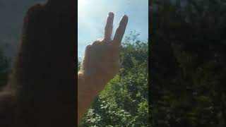 Uk Guerilla Grow 🔥 🔥 🍃 Flowering Time