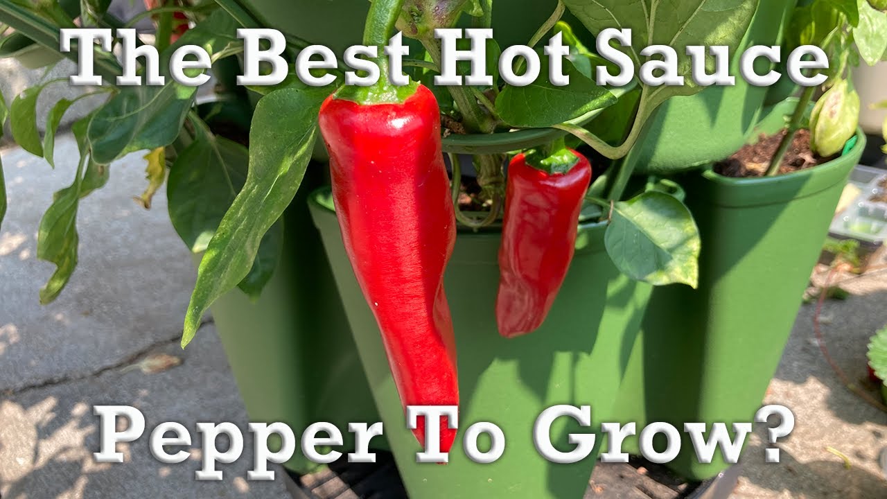 Перец для веранды | Баскский перец в вертикальном садовом контейнере GreenStalk