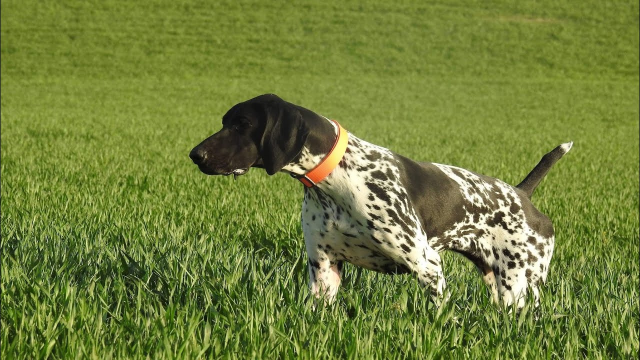 #Elevage_De_La_Valleé_Du_DJORF#germany #shorthaird#gsp#chiotbraqueallemand #kurzhaar #braqueallemand