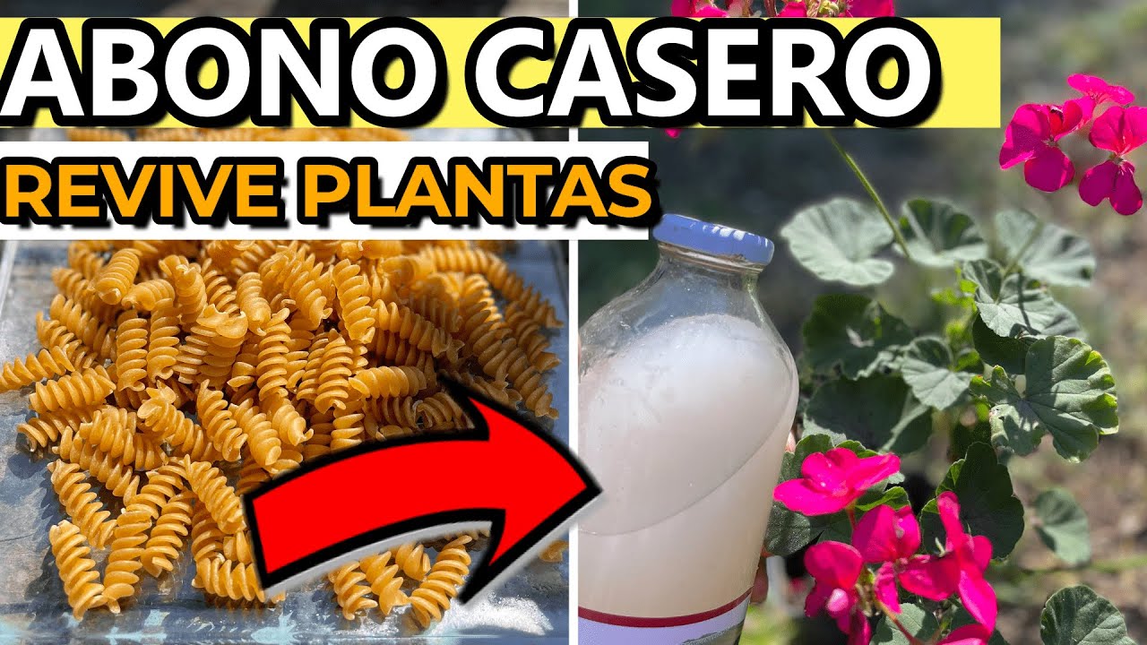 Abono Casero REVITALIZADOR 100% GRATIS ⚡️Cura Plantas Enfermas Con Pasta o  Arroz - YouTube