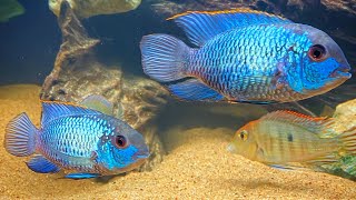 Electric Blue Acara | Complete Care & Breeding Guide