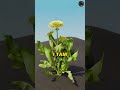 Cykl Życia Mlecza Wyjaśniony 🌼
