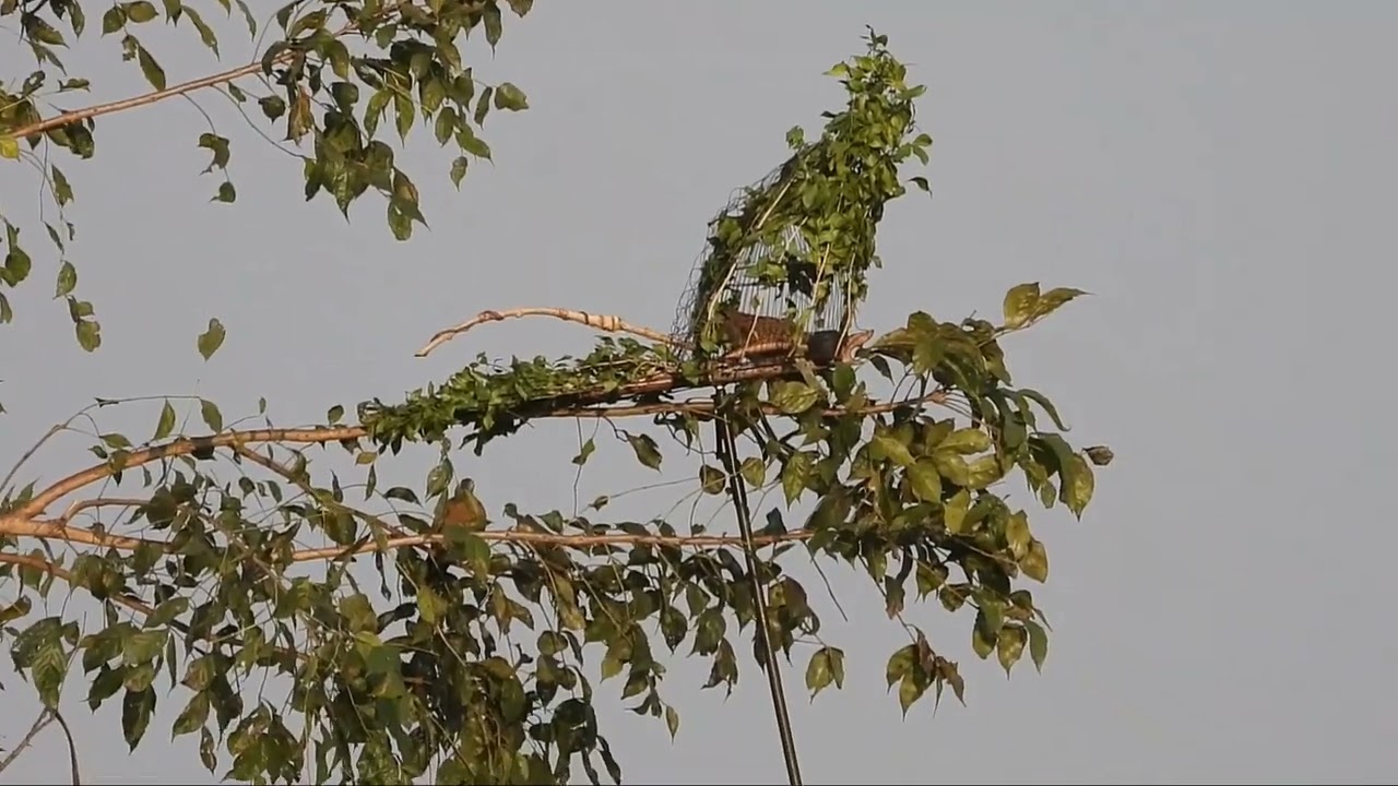 #ออกต่อนกคอนแลง