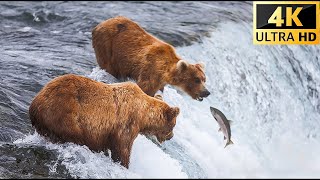Winter Animals: Grizzly Bears Catching Salmon - Scenic Wildlife Film With African Music