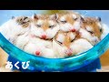 【お願い】ハムスターの飼い主さんと視聴者さんへ【喧嘩に気を付けて】