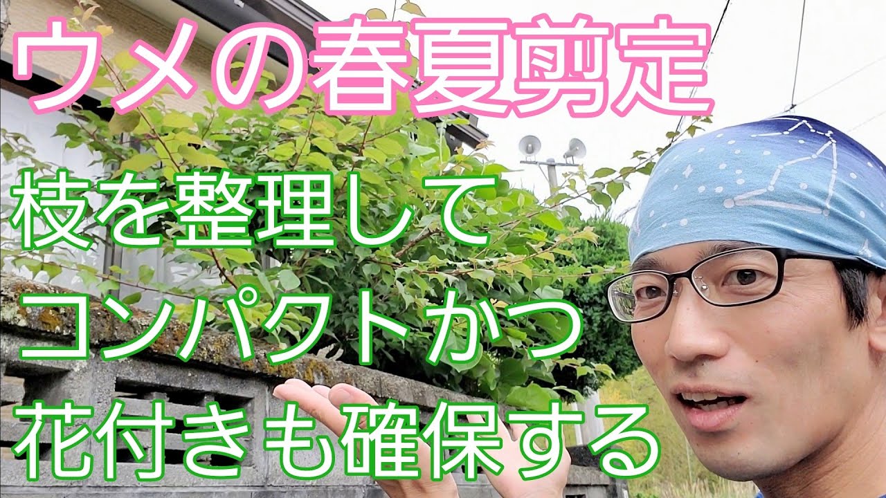 【ウメの春夏剪定】乱れた枝を整えて、花付きも確保するお手入れ🌳👍