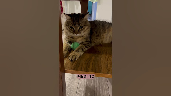 Кошачьи прогнозы. Евро 2024. Австрия - Турция #cat #football #euro2024 #funny #turkey #austria