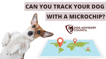 Can You Track Your Dog With A Microchip?