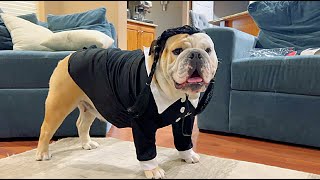 CUTE BULLDOG DRESSED in  WEDNESDAY ADDAMS Halloween Costume for DOGS!
