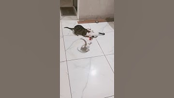 Cat vs laser light😻😻 #funny #cat #shorts #jayapravashorts #cartoon #fun #love