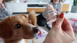 Małe Kłamstwo Molka Zabiera Odżywki 2 Vlogmas