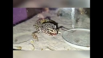leopard gecko vs grasshopper