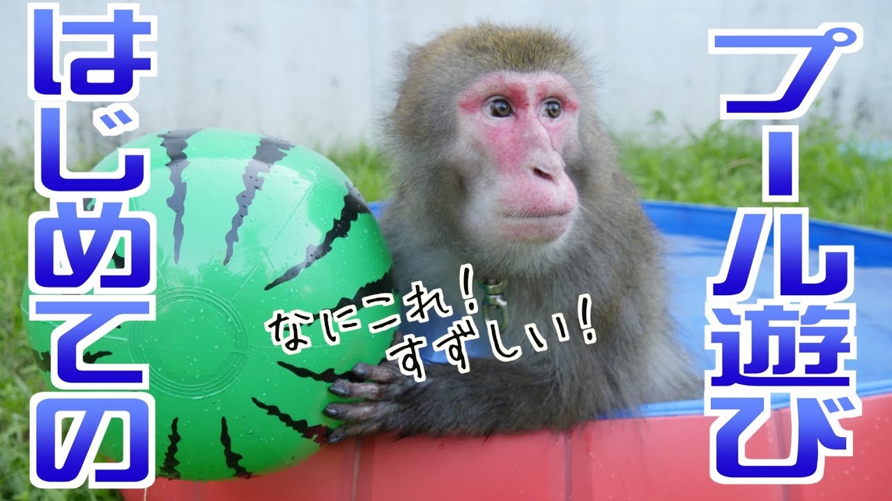 Extreme heat] Monkey's reaction to entering a pool for the first